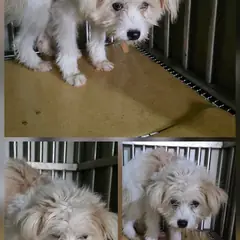 문경시 옅은 황색 믹스견 암컷