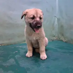 경산시 갈색&검정 믹스견 암컷