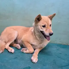 경산시 갈색 믹스견 암컷