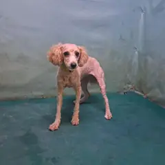 경산시 갈색 푸들 암컷