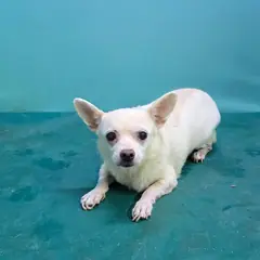 경산시 흰색 믹스견 암컷