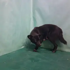 경산시 검정색 믹스견 암컷