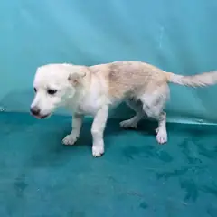 경산시 크림색 믹스견 수컷