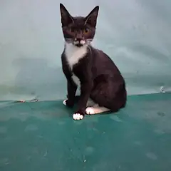 경산시 흰색/검은색 얼룩무늬 한국 고양이 수컷