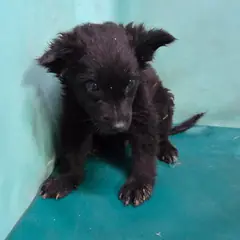 경산시 검정색 믹스견 수컷