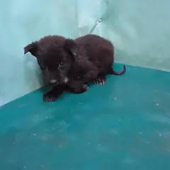 경산시 검정색 믹스견 암컷