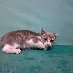 경산시 기타(회색, 흰색) 믹스묘 암컷