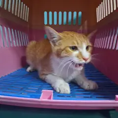 경산시 레몬색&흰색 한국 고양이 수컷