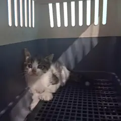 경산시 평행·전체·부분줄무늬 한국 고양이 암컷