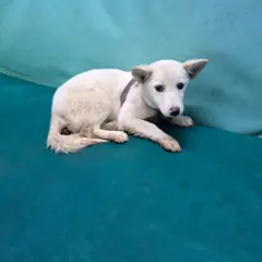 경산시 흰색 믹스견 암컷