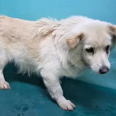 경산시 크림색 믹스견 암컷