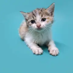 경산시 검은색흰색황토색조합 한국 고양이 암컷