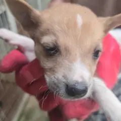 의성군 노란색 믹스견 암컷