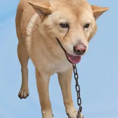 청송군 황갈색 믹스견 수컷