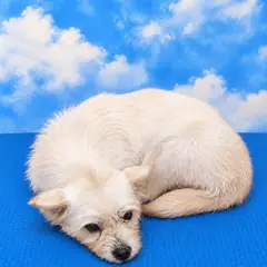 청송군 크림색 믹스견 암컷