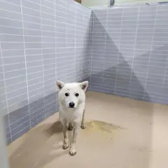 영덕군 흰색 믹스견 수컷