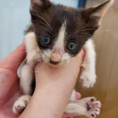 영덕군 기타(검정,흰색) 믹스묘 수컷