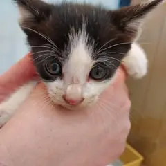 영덕군 기타(검정,흰색) 믹스묘 수컷