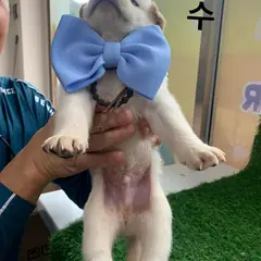 영덕군 흰색 믹스견 수컷