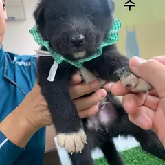 영덕군 검정색 믹스견 수컷