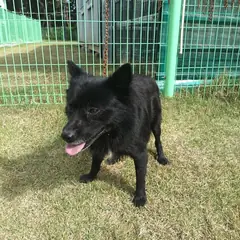 청도군 검정색 믹스견 수컷
