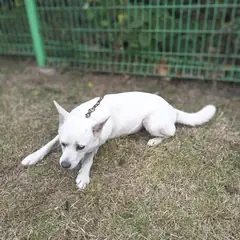 청도군 흰색 믹스견 암컷