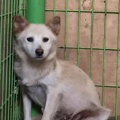 고령군 황갈색 믹스견 암컷