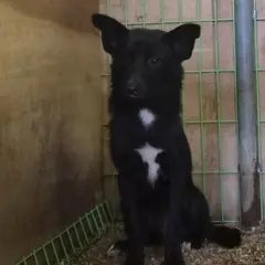 고령군 검정색 믹스견 암컷