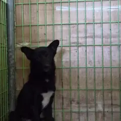 고령군 검정색 믹스견 수컷