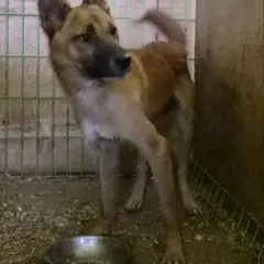 고령군 갈색 믹스견 수컷
