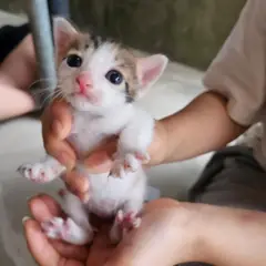 성주군 검은색흰색황토색조합 한국 고양이 성별 미상