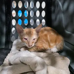 성주군 기타(황갈색흰색) 한국 고양이 수컷