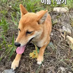 성주군 갈색 믹스견 암컷