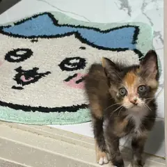 성주군 검은색흰색황토색조합 한국 고양이 암컷
