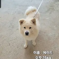 성주군 흰색 기타 수컷