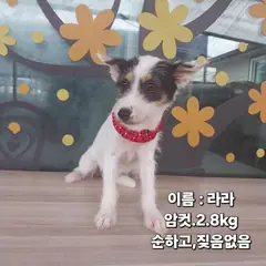 성주군 흰색&황갈색 기타 암컷