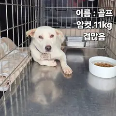 성주군 흰색 믹스견 암컷