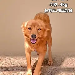성주군 갈색 기타 수컷