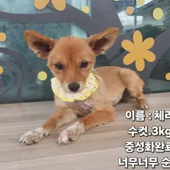 성주군 갈색 기타 수컷
