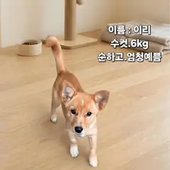성주군 갈색&흰색 믹스견 수컷