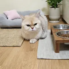 성주군 기타(금갈색) 먼치킨 암컷