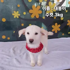 성주군 흰색 기타 수컷