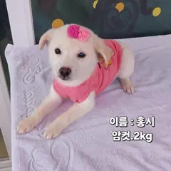 성주군 흰색 기타 암컷