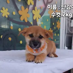 성주군 갈색&검정&흰색 기타 수컷