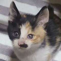 성주군 검은색흰색황토색조합 한국 고양이 암컷