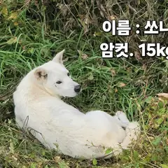 성주군 흰색 진도견 암컷