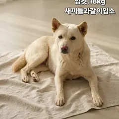 성주군 흰색 진도견 암컷