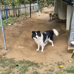 성주군 검정&흰색 보더 콜리 암컷