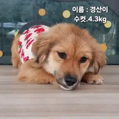 성주군 갈색 기타 수컷