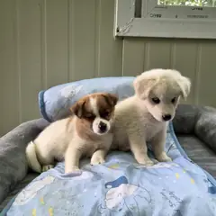 칠곡군 갈색&흰색 믹스견 암컷